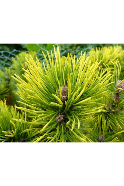 Pinus mugo Ophir  shtamb хвоя